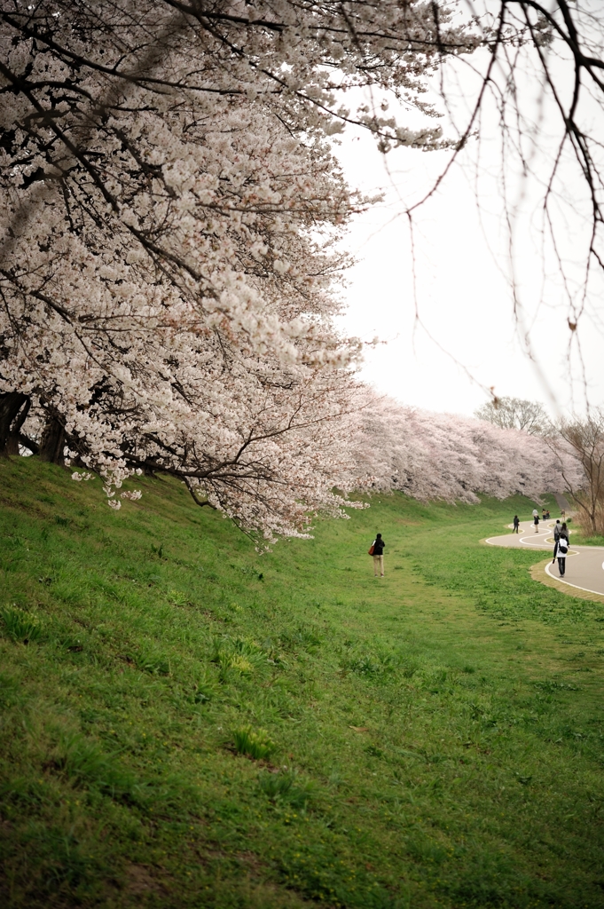 背割り堤　桜2013⑤