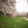 背割り堤　桜2013⑤