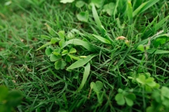 トウモロコシのミニチュア