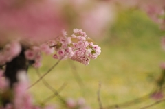 北円桜