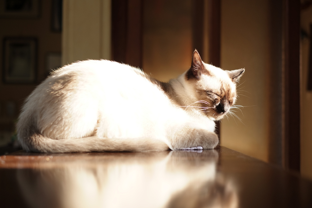 日向猫