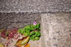 ムラサキカタバミ