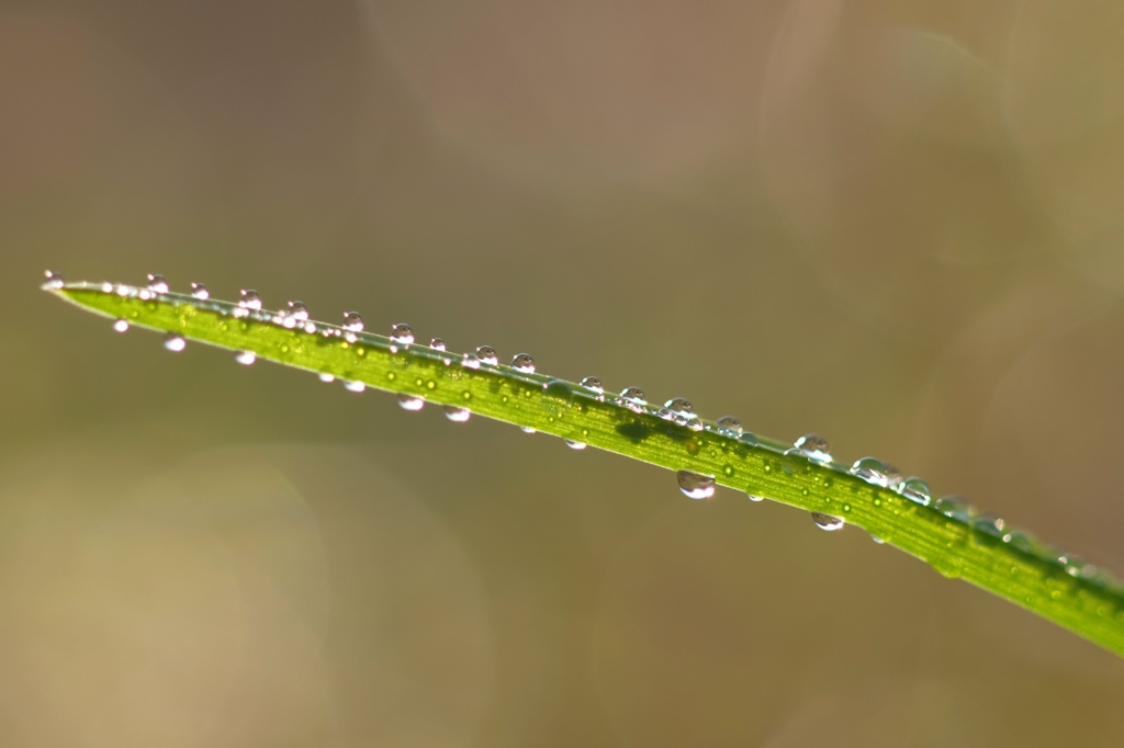 Morning dew 4