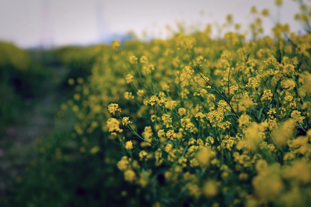 Spring　color2