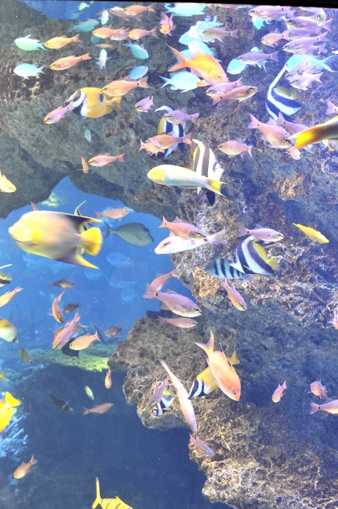 京都水族館13