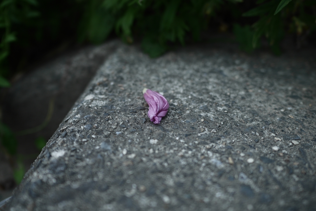 The floral end