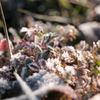 Winter color32