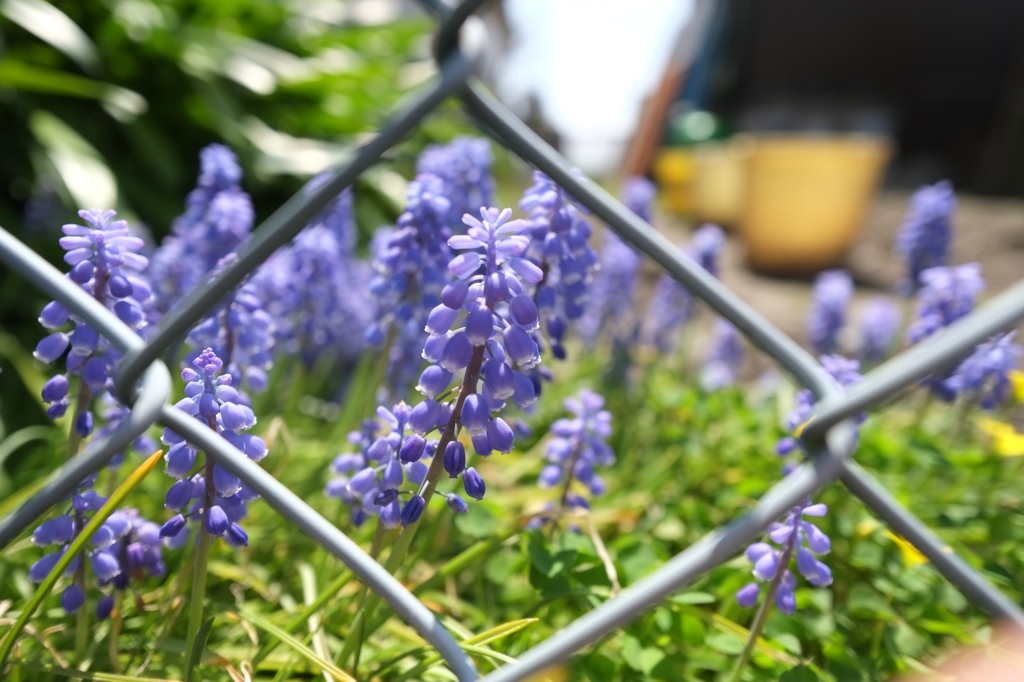 Muscari in the fence