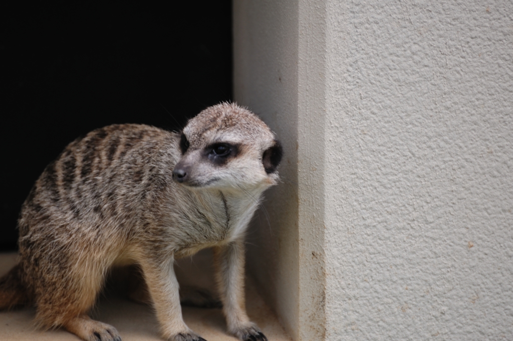 京都市動物園7