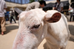 京都市動物園20