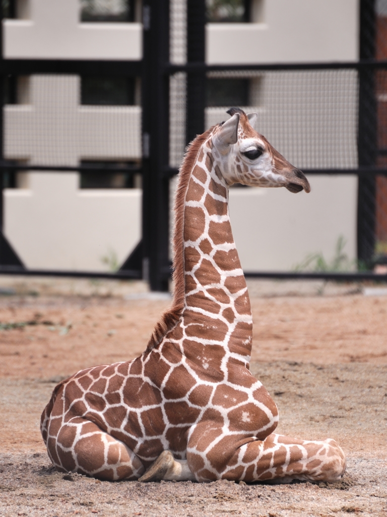 京都市動物園5