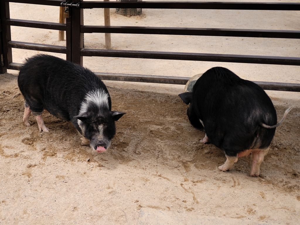 京都市動物園19