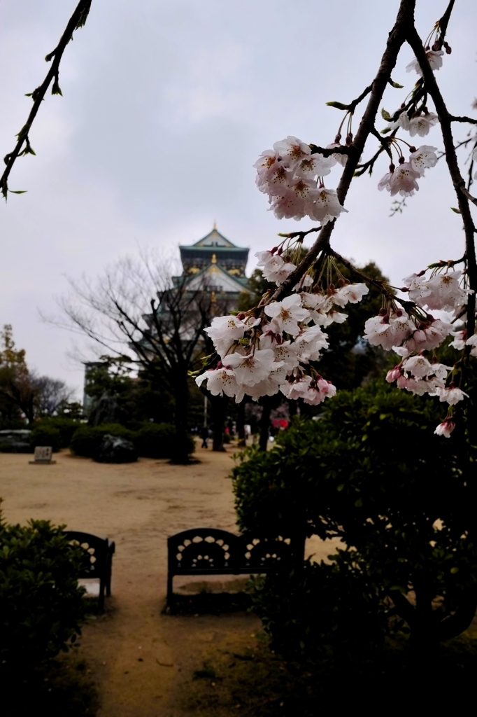 sakura＆大阪城1