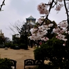 sakura＆大阪城1