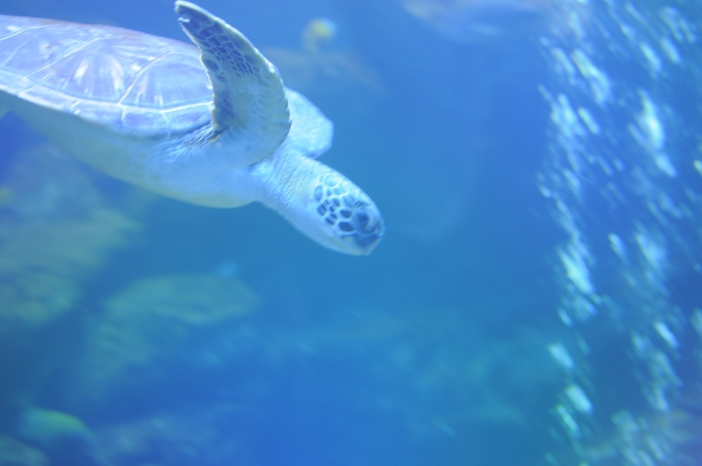 京都水族館7
