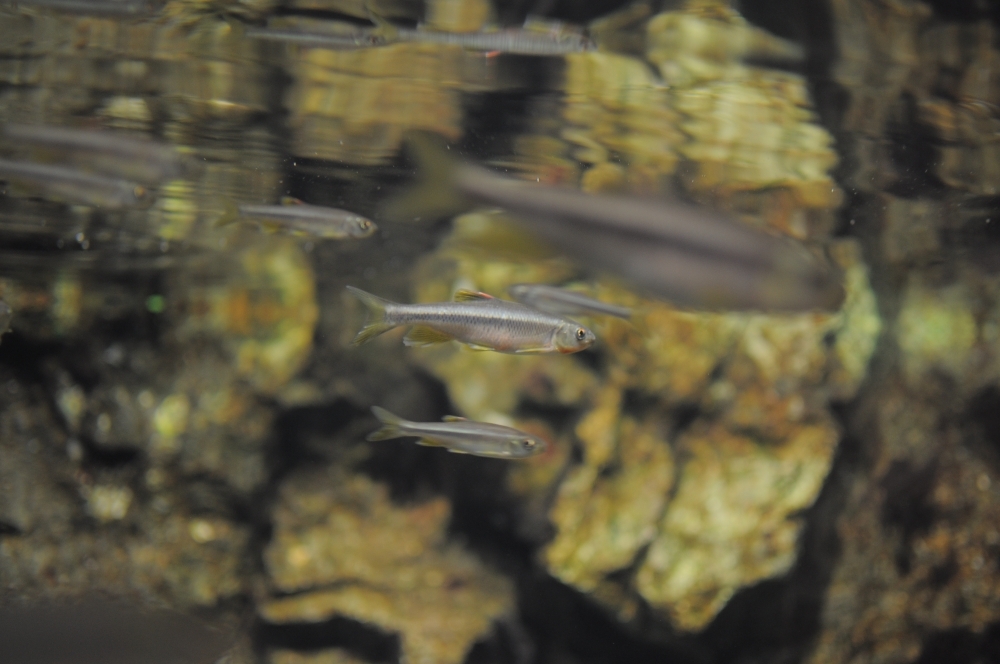 京都水族館4