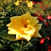 Rose　光華