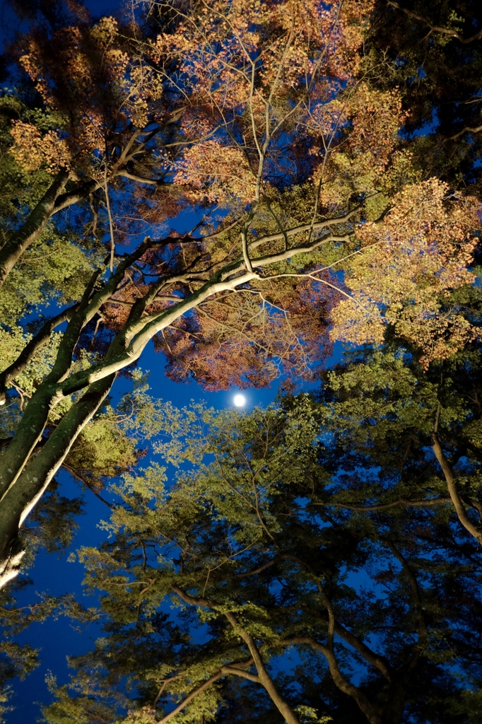 隙間Moon