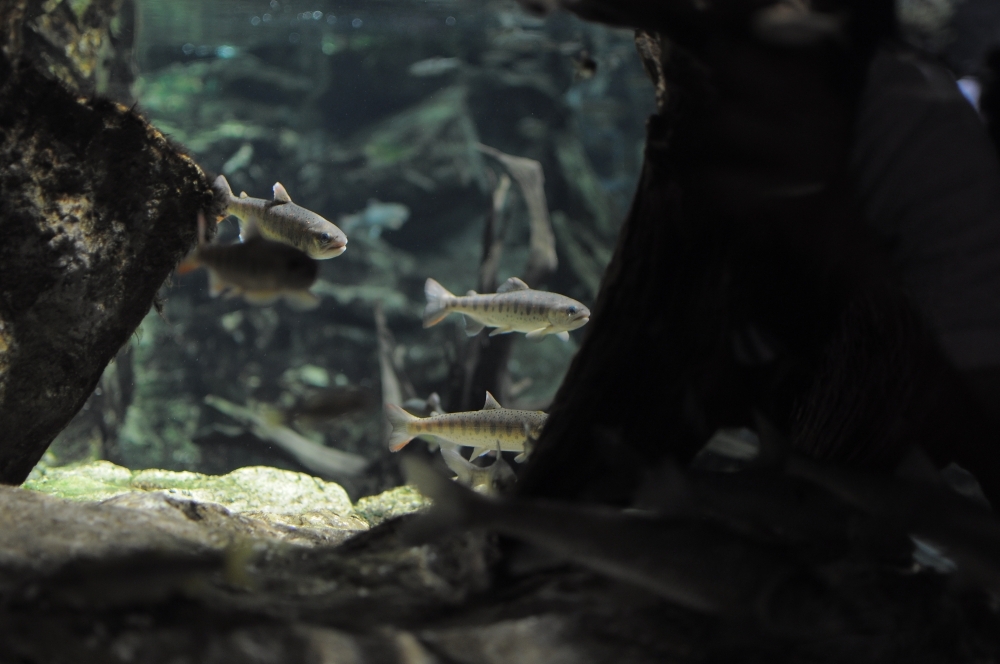 京都水族館2