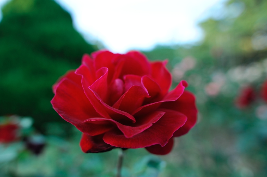 Rose　キャルゼール