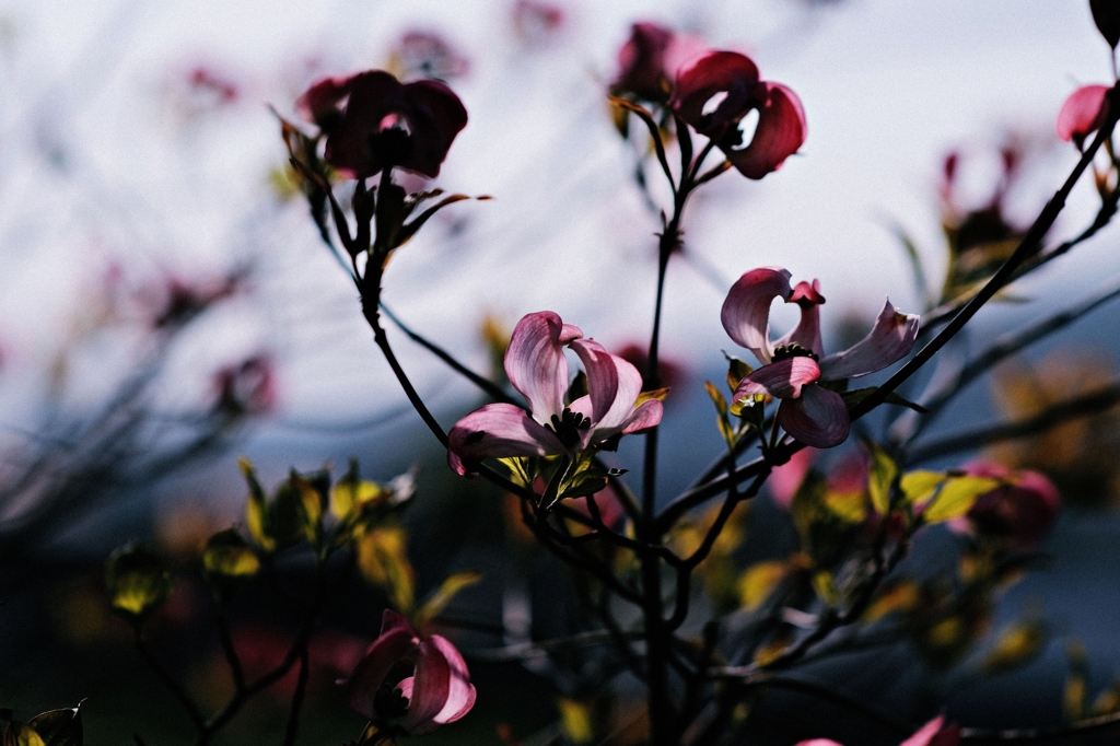 The flower