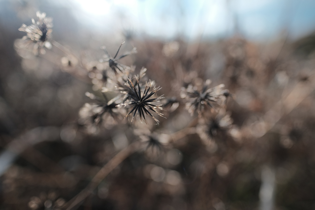 Winter color 28