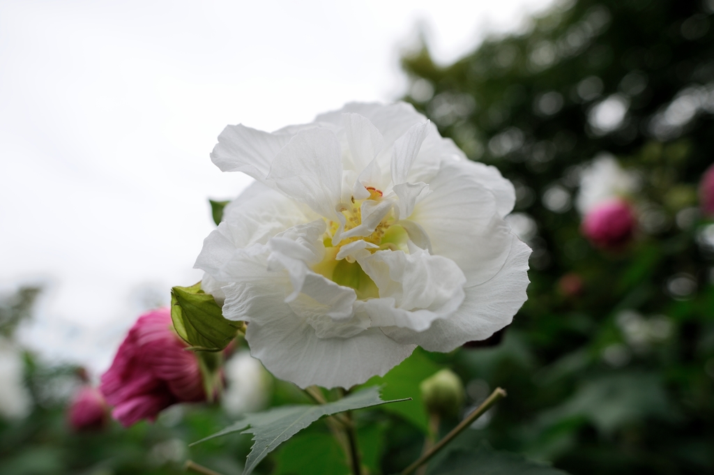 酔芙蓉1