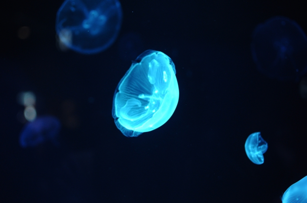 京都水族館18