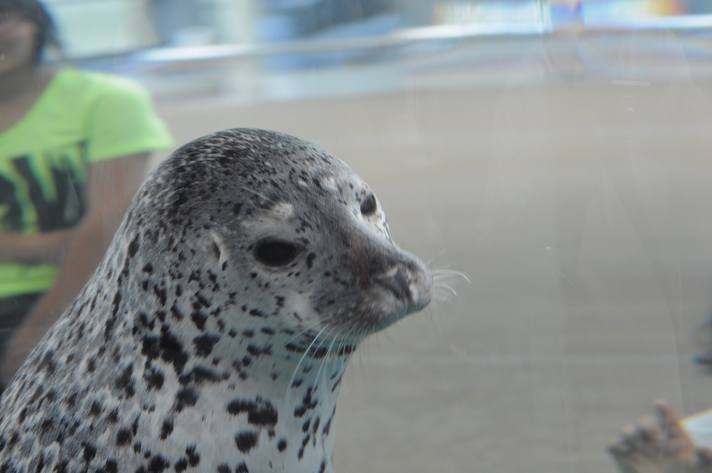 京都水族館5