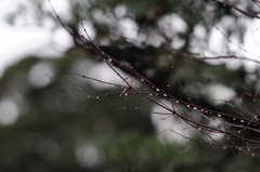 雨上がりの行列