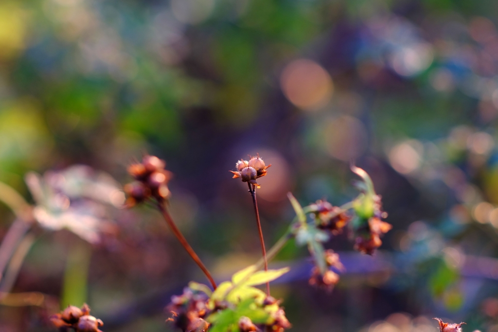 The plant of winter1