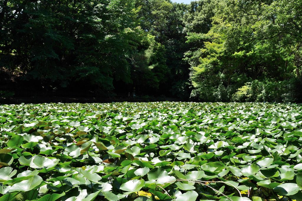 Pond of a water lily