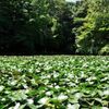 Pond of a water lily