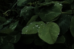 Drop of water 　
