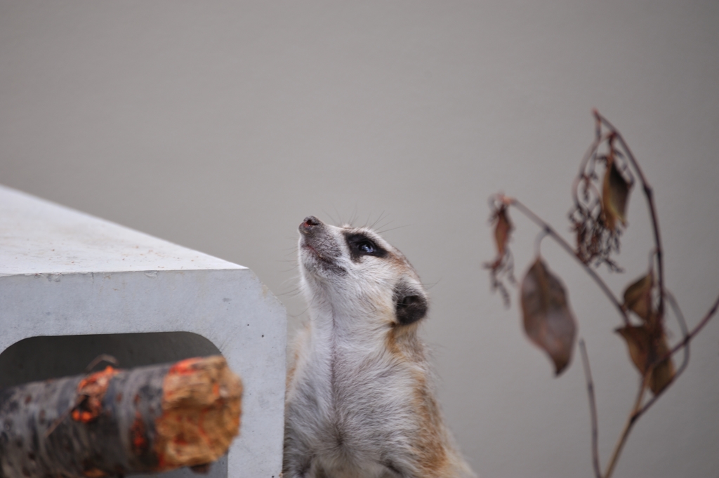 京都市動物園6
