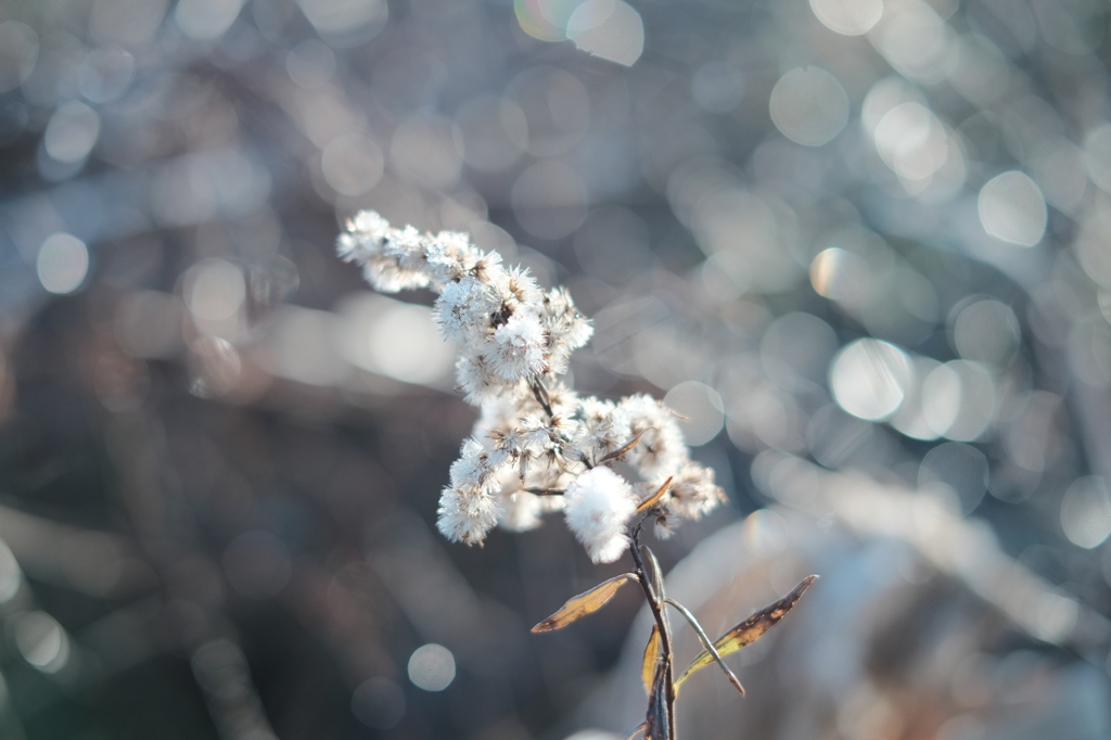 Frost sticks4