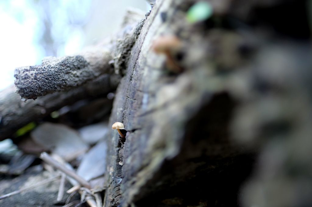 Mushroom1