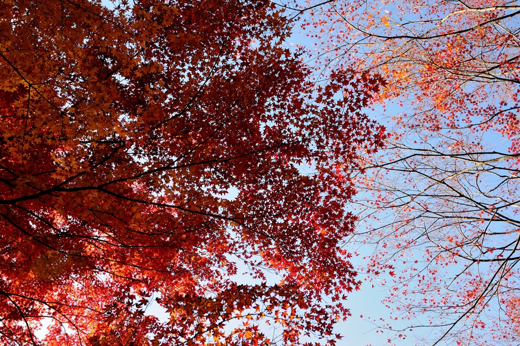 紅葉紅
