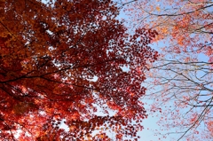 紅葉紅