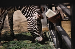 京都市動物園1