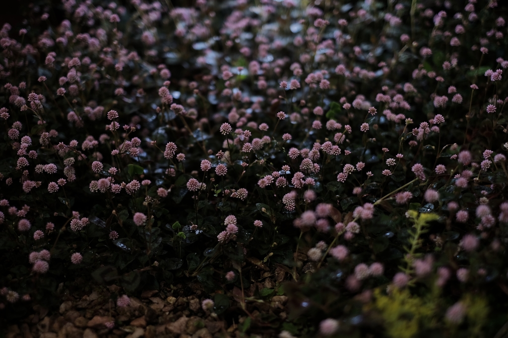 night garden
