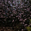 night garden