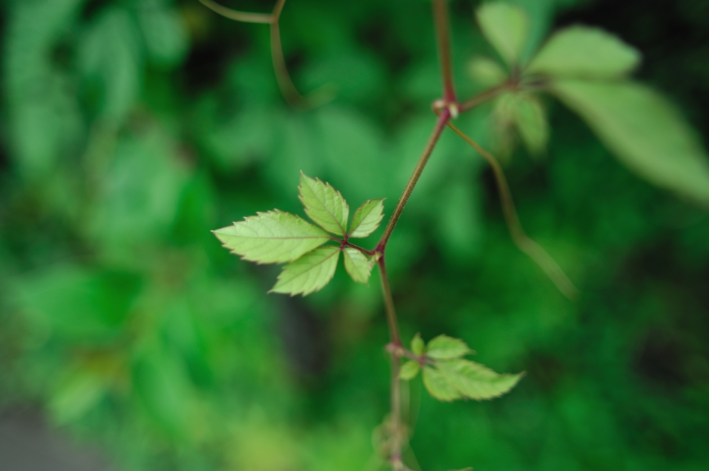 Young leaf2
