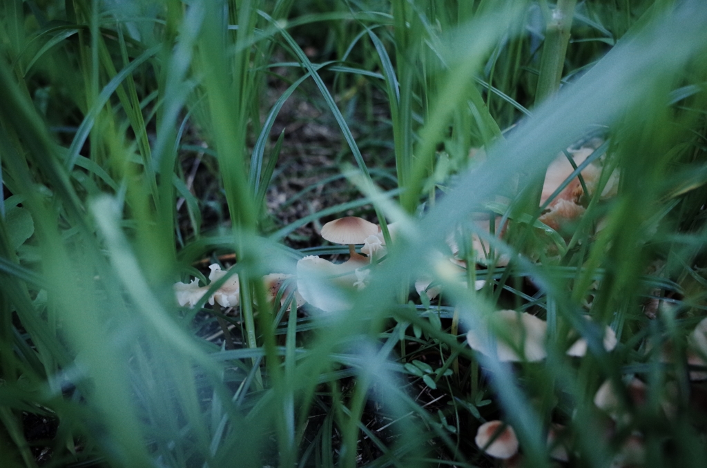 Wild mushroom2