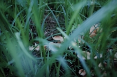 Wild mushroom2