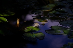 Water lily2