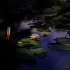 Water lily2