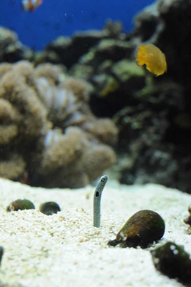 京都水族館17