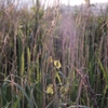 Spring　color6