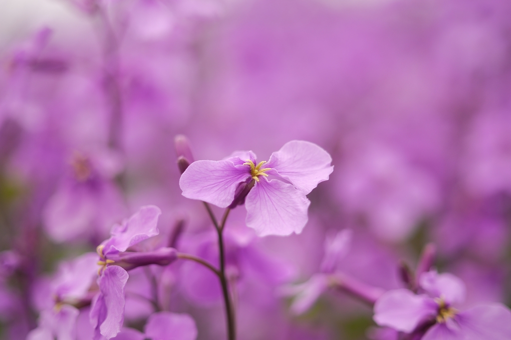 紫花菜2